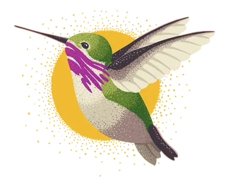 Illustations of a hummingbird.